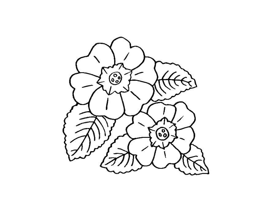 Coloring Flowers pansies. Category coloring. Tags:  flowers. pansies, flowers.
