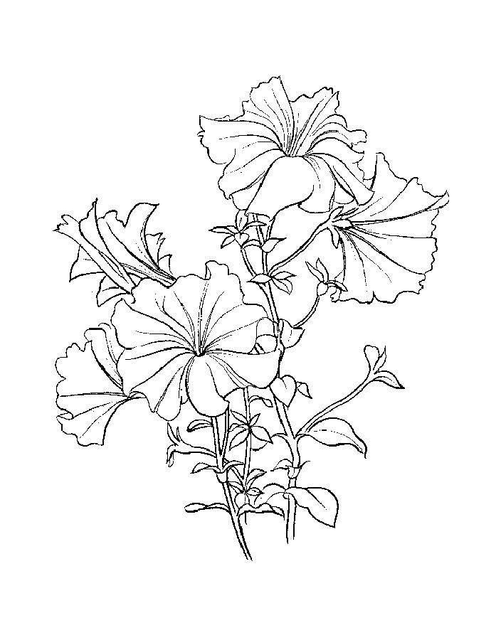 Coloring Flowers pansies. Category coloring. Tags:  pansies, flowers.