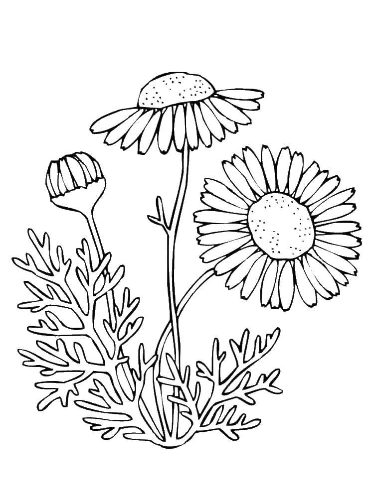 Coloring Flowers.. Category coloring. Tags:  daisies, flowers.