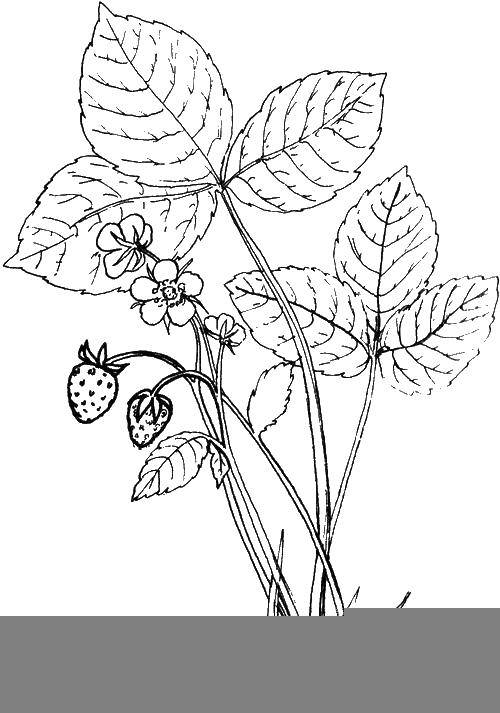 Название: Раскраска Цветок земляники. Категория: ягоды. Теги: земляника, листья, ягода.