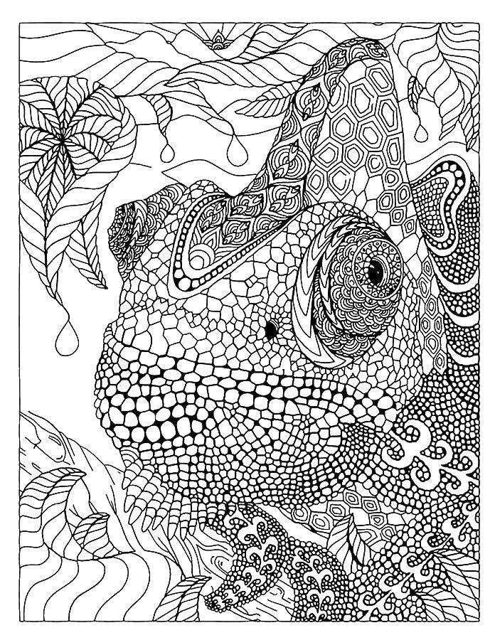 Coloring Patterned chameleon. Category coloring. Tags:  chameleon, patterns, anti-stress.
