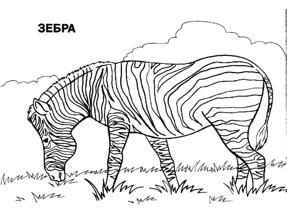 Coloring Zebra loves the grass. Category Zebra . Tags:  Animals, Zebra.