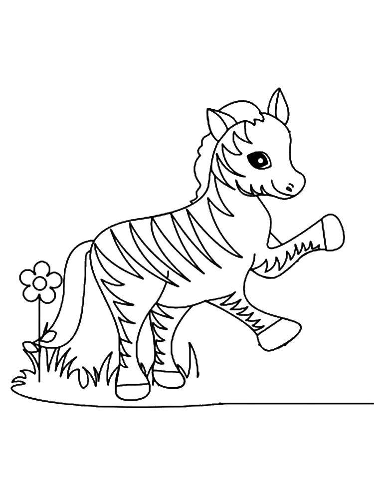 Название: Раскраска Зебра у цветочка. Категория: зебра. Теги: Животные, зебра.