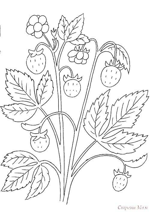 Coloring Strawberries. Category berries. Tags:  strawberries, leaves, berry.