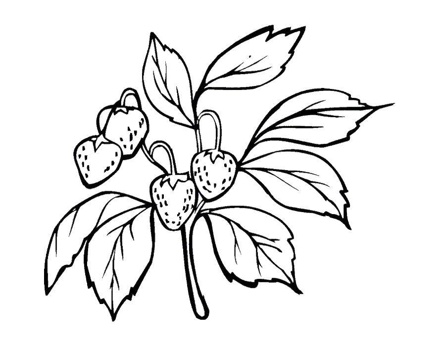 Coloring Strawberries. Category coloring. Tags:  berries, strawberries, fruit.