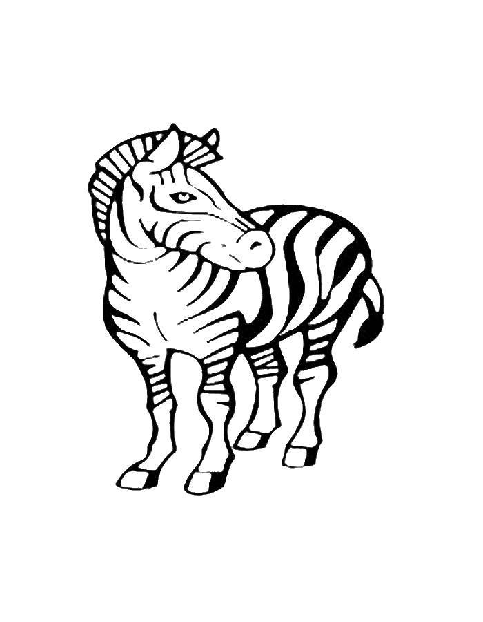 Название: Раскраска зебра в полосках. Категория: зебра. Теги: Животные, зебра.