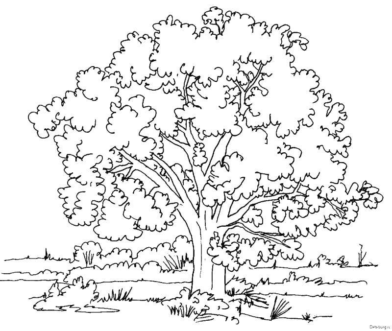 Название: Раскраска Дерево в поле. Категория: раскраски. Теги: дерево, крона, поле.