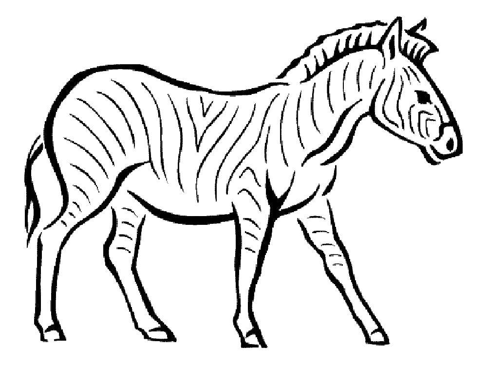 Название: Раскраска Идущая зебра. Категория: зебра. Теги: Животные, зебра.
