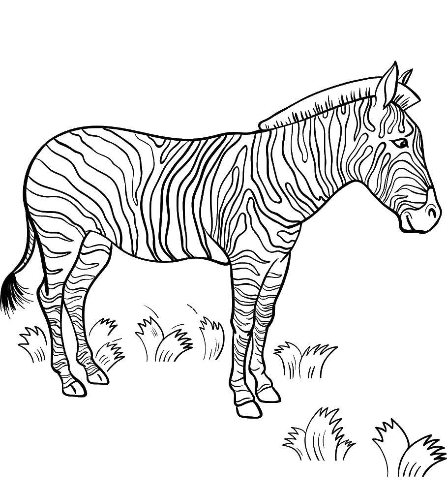 Название: Раскраска Красотка зебра. Категория: зебра. Теги: Животные, зебра.