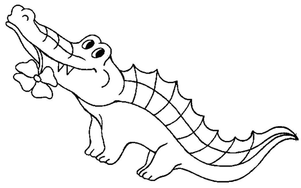 Название: Раскраска Крокодильчик с цветочком. Категория: крокодил. Теги: животные, крокодилы.