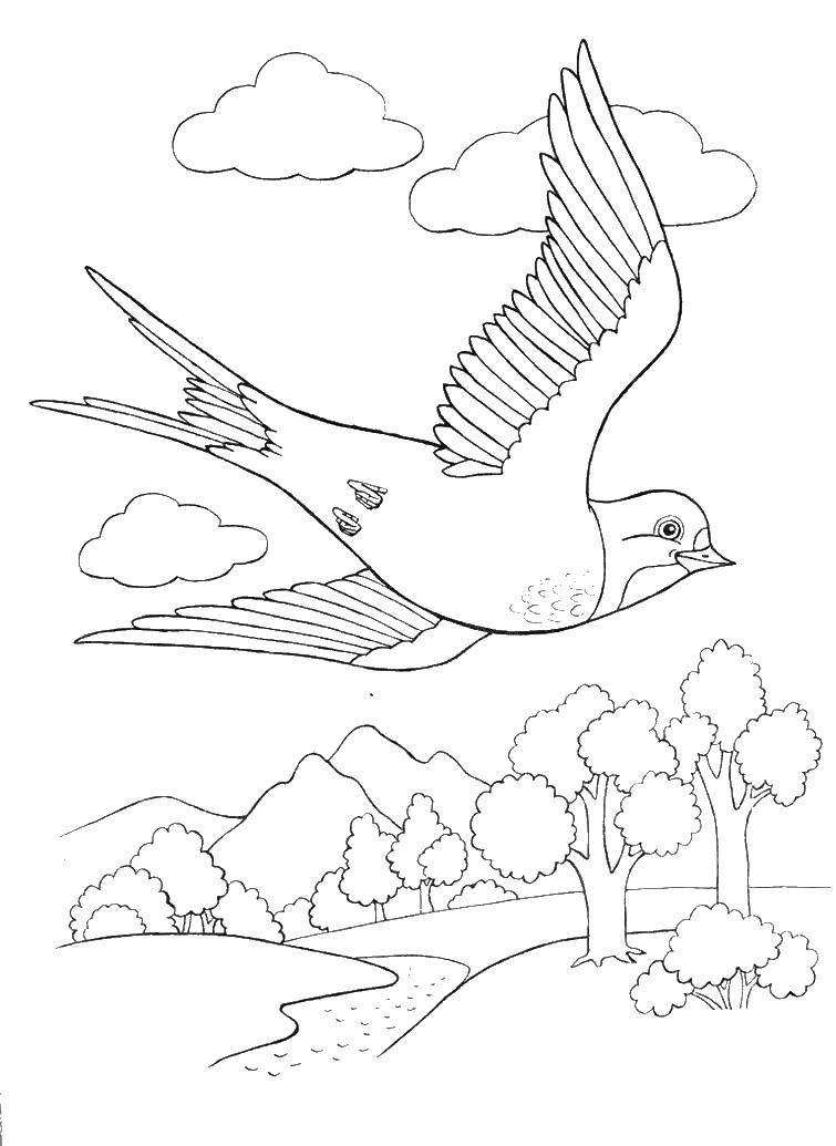 Coloring Swallow in the forest. Category swallow . Tags:  swallow , forest, trees.