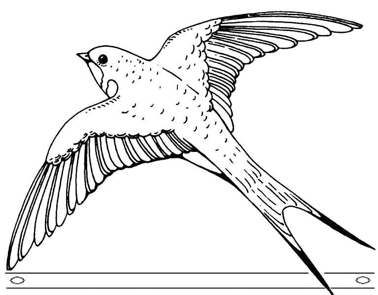 Coloring Flying swallow. Category swallow . Tags:  Birds.