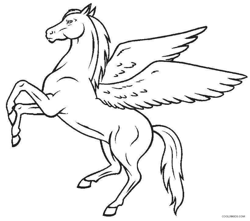 Название: Раскраска Пегас на задних копытах. Категория: раскраски. Теги: пегас, конь, крылья.