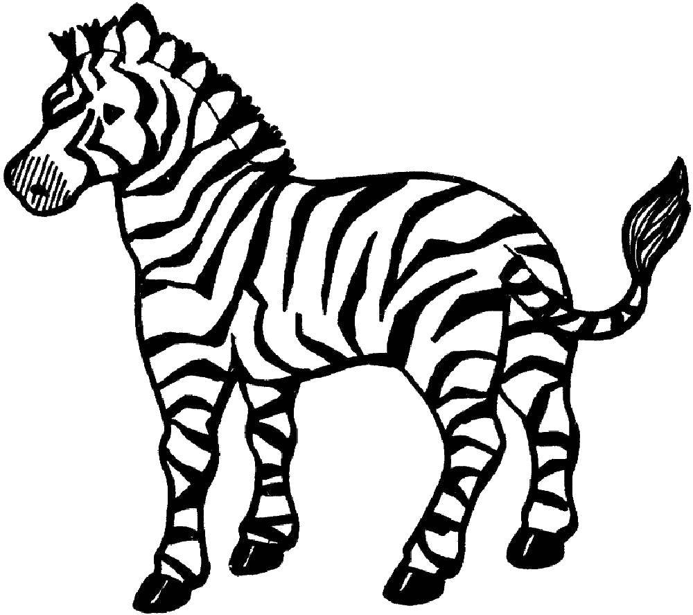 Название: Раскраска Полосатик. Категория: зебра. Теги: Животные, зебра.