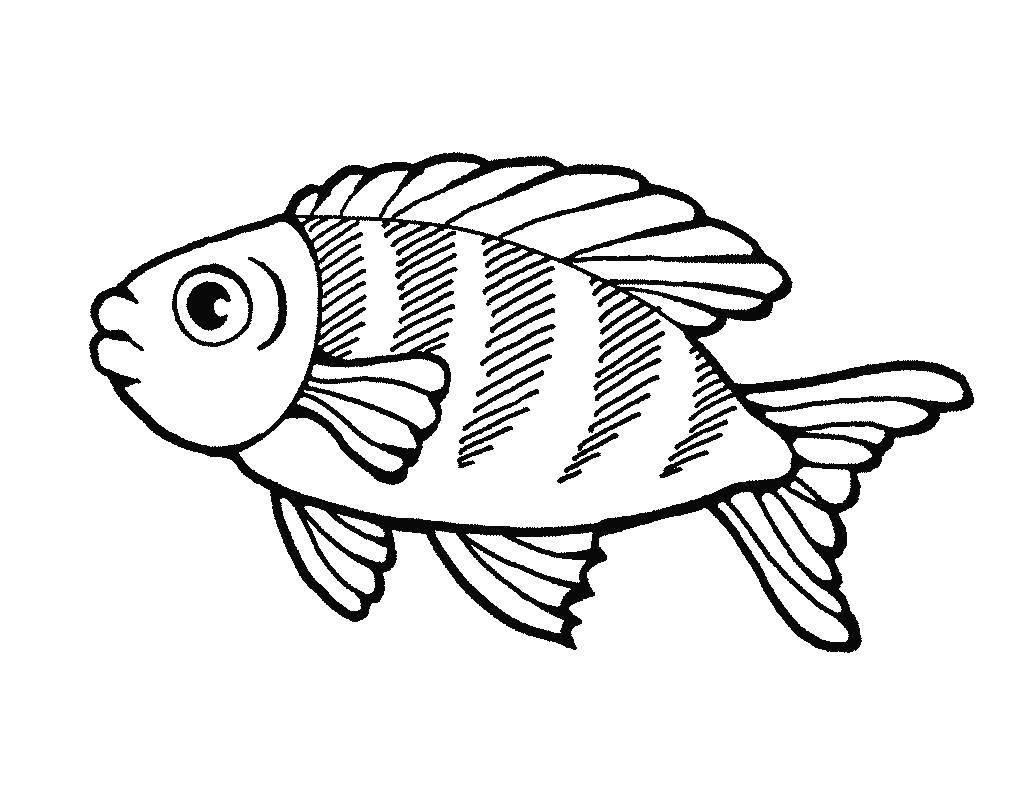 Название: Раскраска Рыба с чешуей. Категория: рыбы. Теги: рыба, глаз, плавник, хвост.