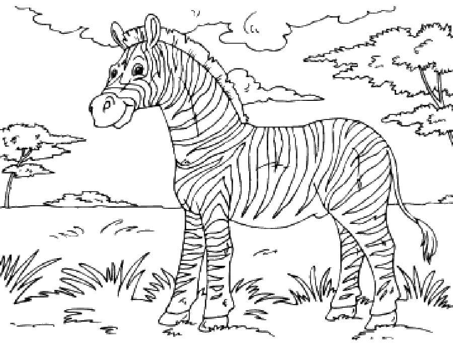 Название: Раскраска Счастливая зебра. Категория: зебра. Теги: Животные, зебра.