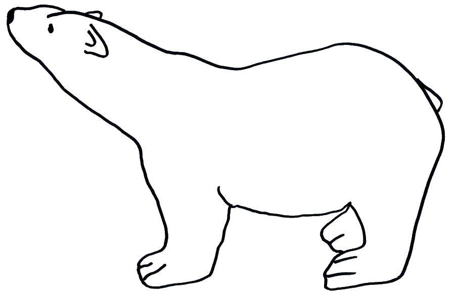Coloring Template of a bear. Category The outline of a bear to cut. Tags:  contour , a bear paw.