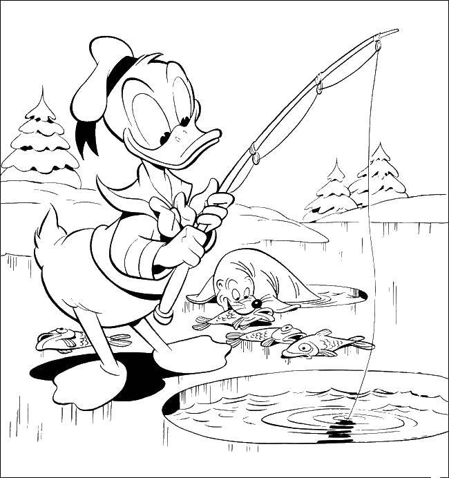 Coloring Scrooge and seal. Category cartoons. Tags:  Scrooge, fishing rod, fish, seals.