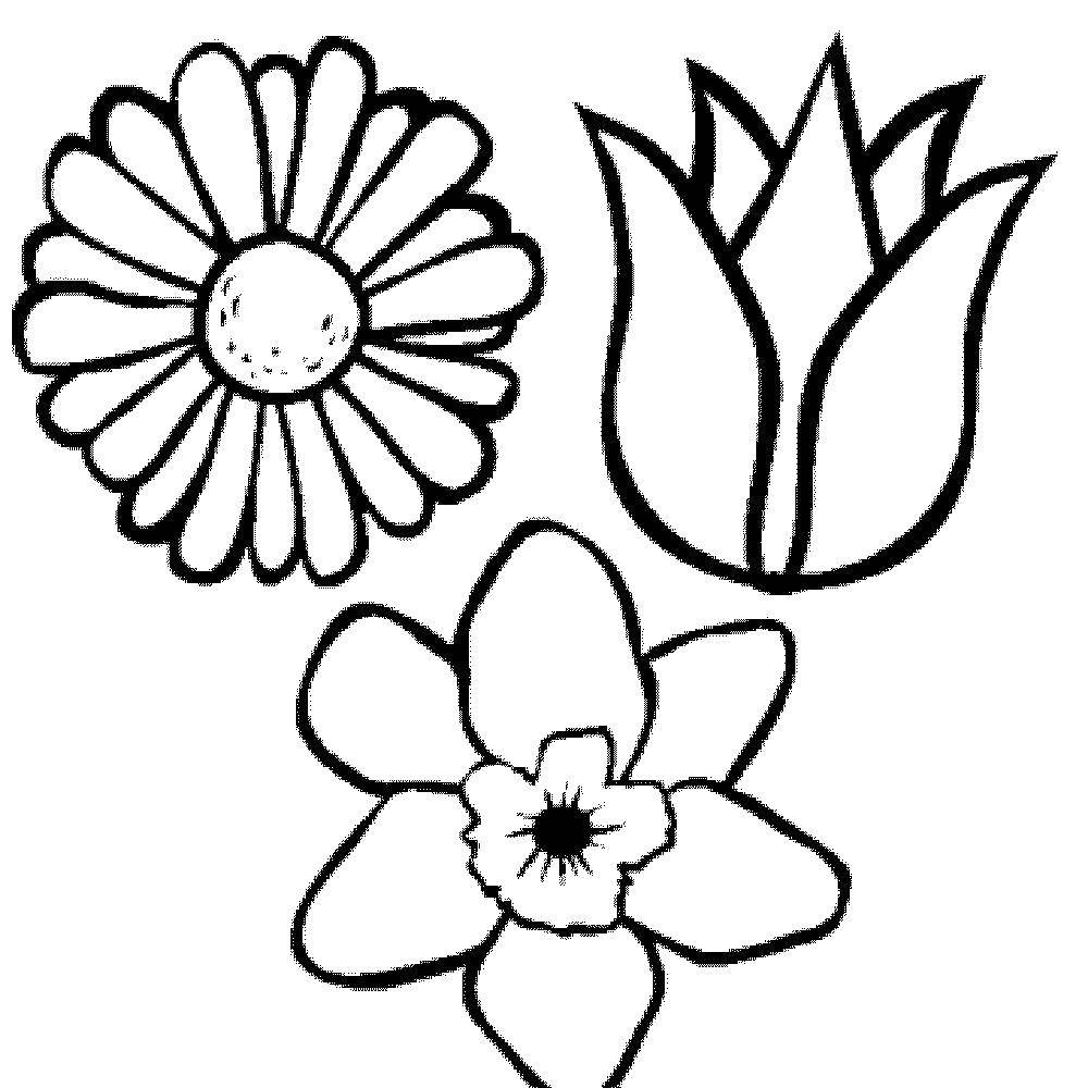 Название: Раскраска Три красивых цветка. Категория: цветы. Теги: Цветы.