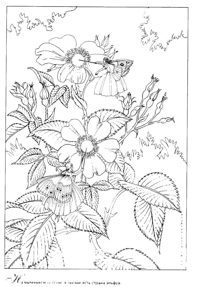 Coloring Fairies among the flowers. Category fairies. Tags:  fairies , flowers, wings.