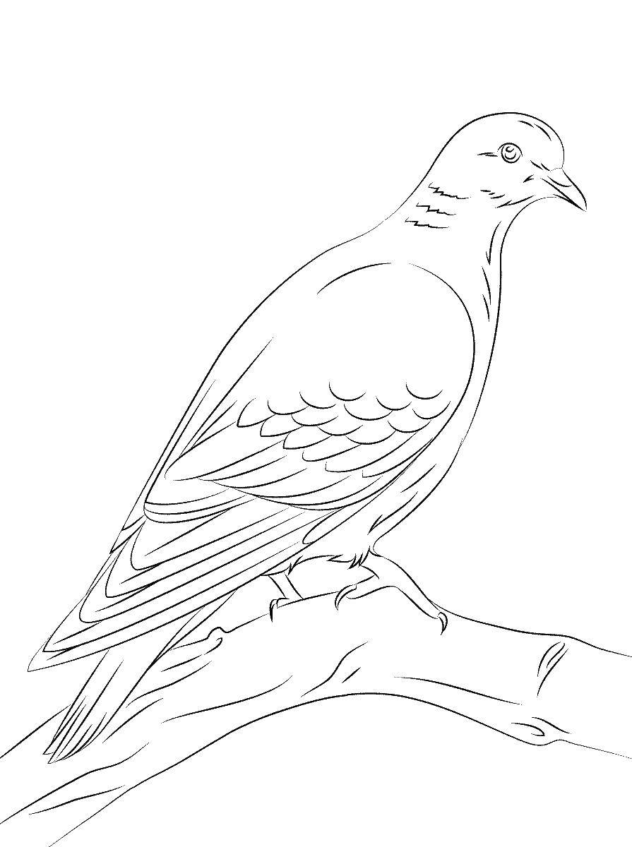 Coloring A dove sitting on a branch. Category birds. Tags:  pigeon, branch.
