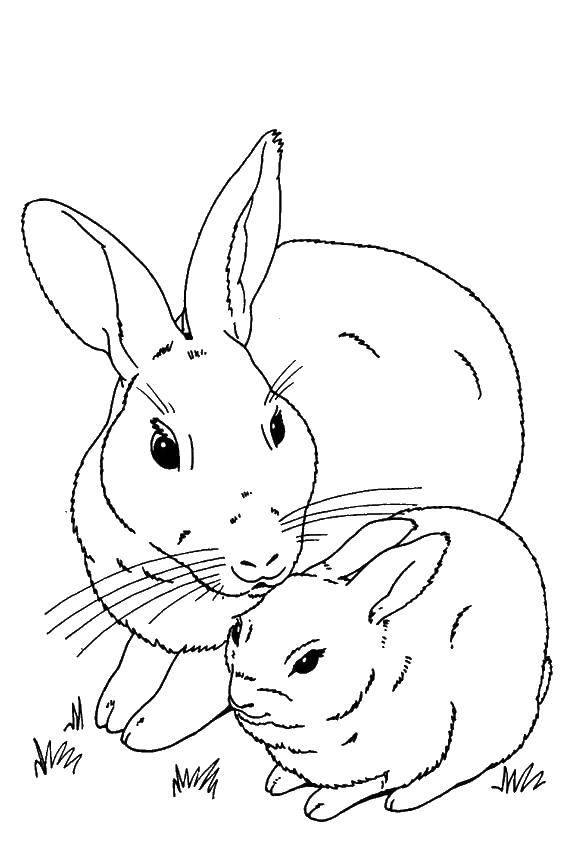 Название: Раскраска Кролик и крольчонок. Категория: кролик. Теги: кролик, ушки, крольчонок.