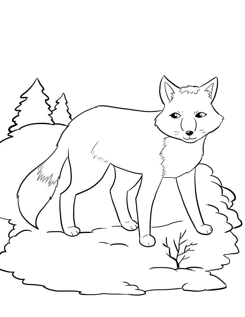 Coloring Fox and Christmas tree. Category Fox. Tags:  Fox, tree, tail.
