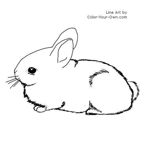 Coloring Fluffy Bunny. Category the rabbit. Tags:  the rabbit, tail, ears.