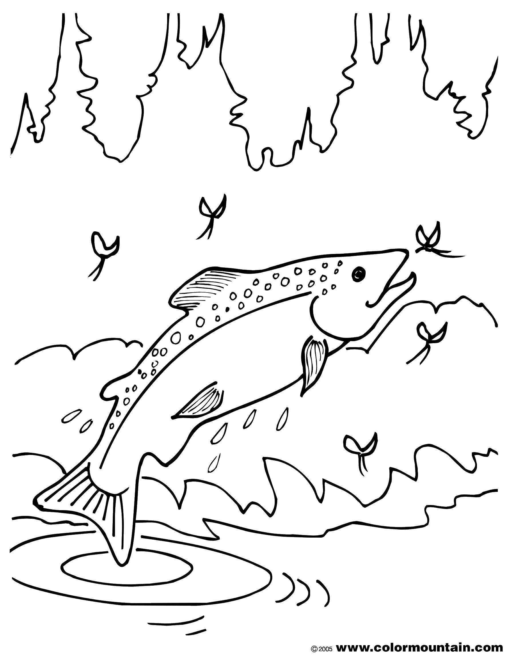 Coloring Fish and mosquitoes. Category fish. Tags:  fish, mosquitoes, water.