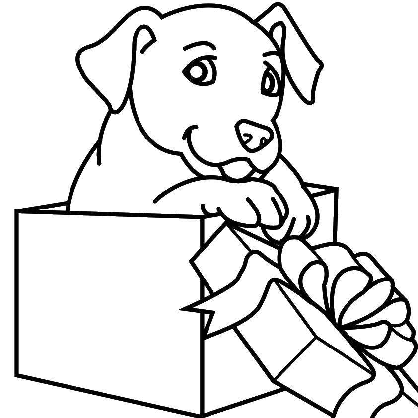 Название: Раскраска Щенок в подарочной коробке. Категория: собаки. Теги: щенок, коробка, бантик.