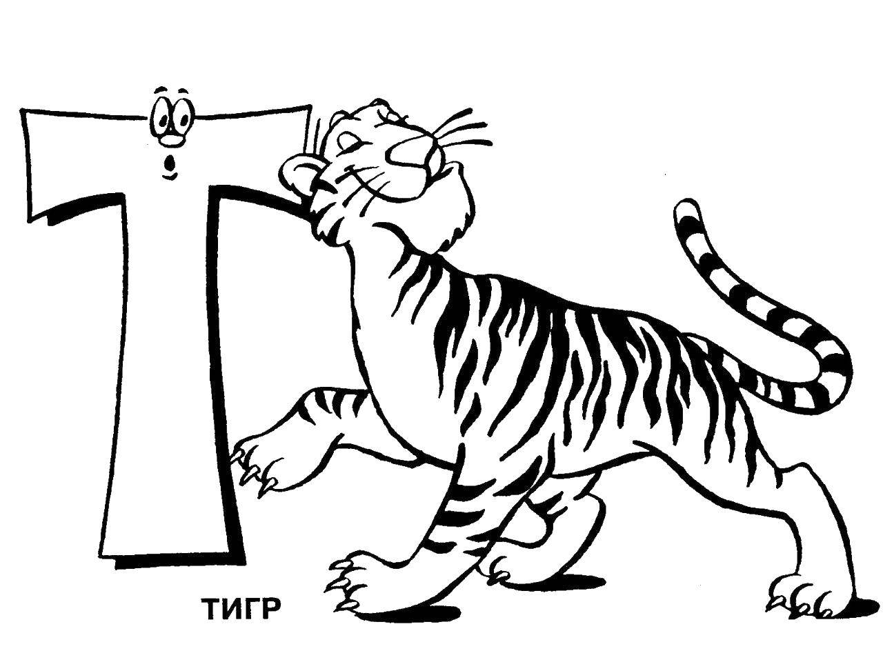 Название: Раскраска Тигр на букву т. Категория: алфавит. Теги: алфавит, тигр.
