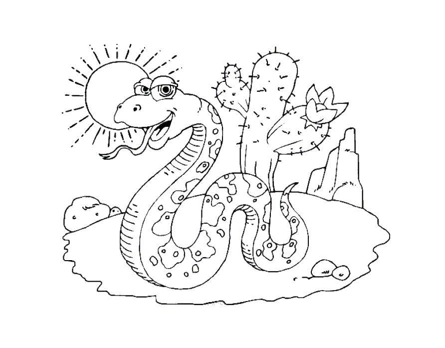 Название: Раскраска Змея в пустыне с кактусом. Категория: змея. Теги: змея, пустыня, кактус.