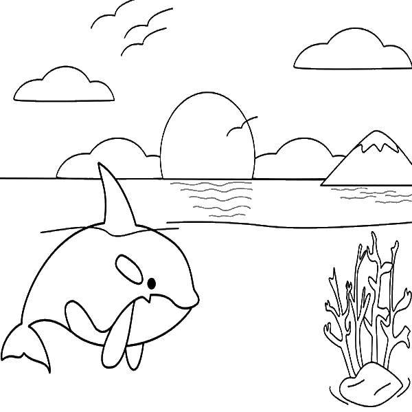 Coloring The shark and the sunset. Category coloring. Tags:  sunset, water, shark.