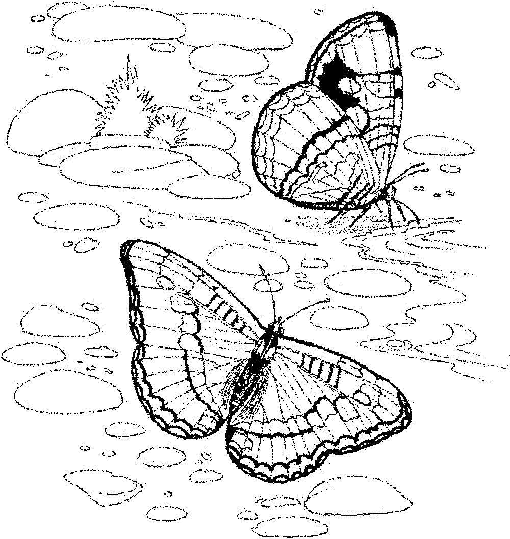 Название: Раскраска Бабочки на пруду. Категория: Насекомые. Теги: бабочка.
