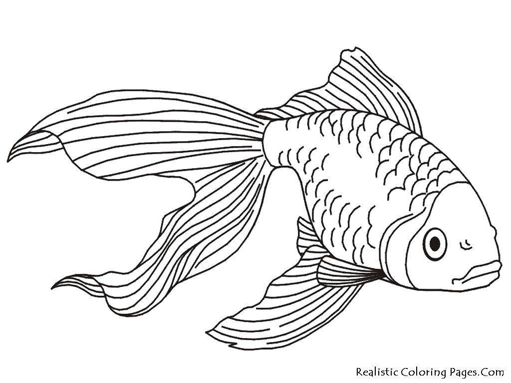 Coloring Big tail goldfish. Category fish. Tags:  Underwater world, fish.