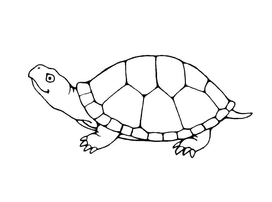 Название: Раскраска Черепашка ползёт. Категория: морская черепаха. Теги: Рептилия, черепаха.