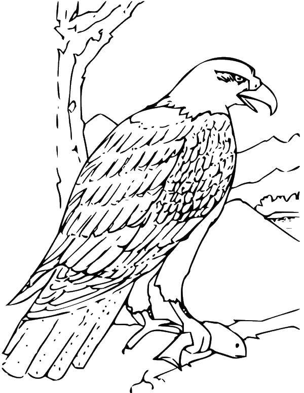 Coloring Production of the eagle. Category birds. Tags:  Birds.