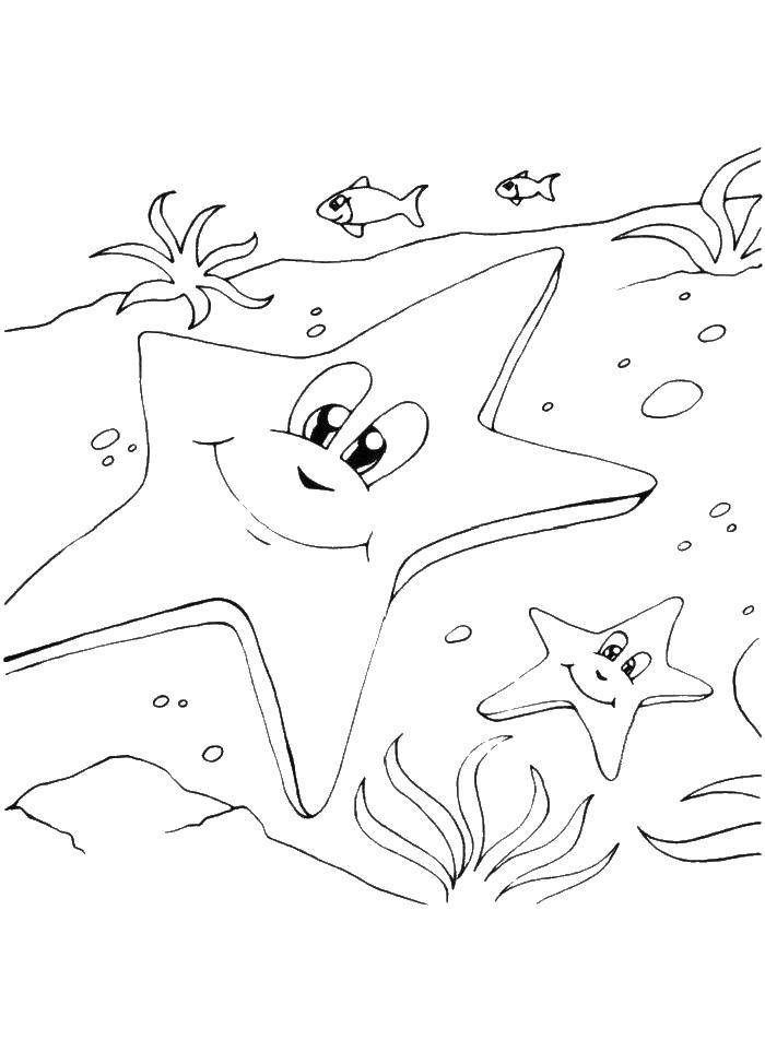 Название: Раскраска Две морские звезды. Категория: морские обитатели. Теги: морская звезда, водоросли, глаза.