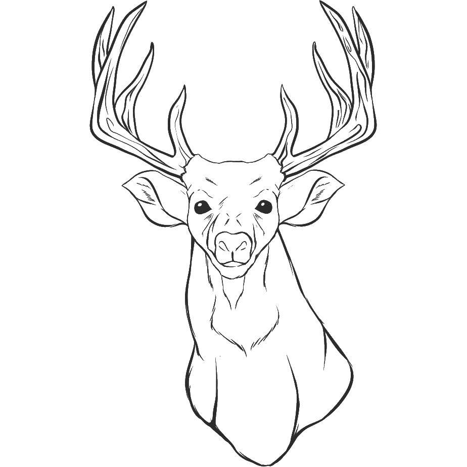 Coloring Deer head. Category Animals. Tags:  head, deer horns.