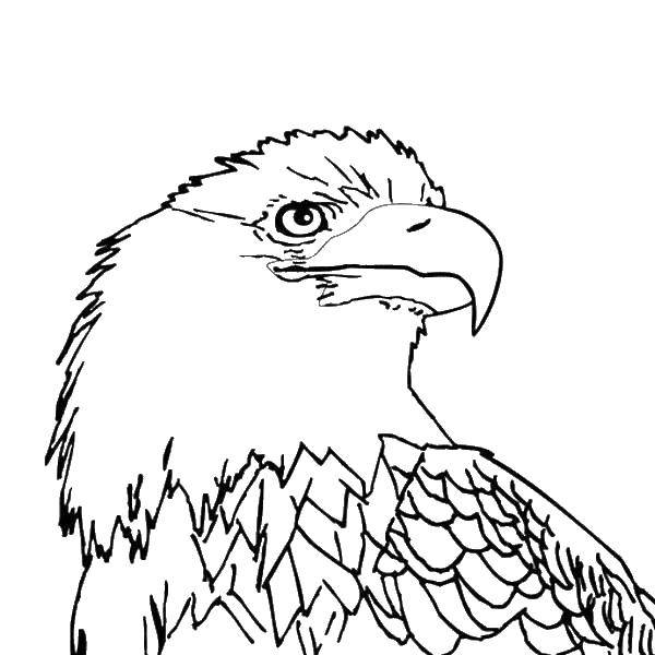 Coloring Proud eagle. Category birds. Tags:  Birds, eagle.