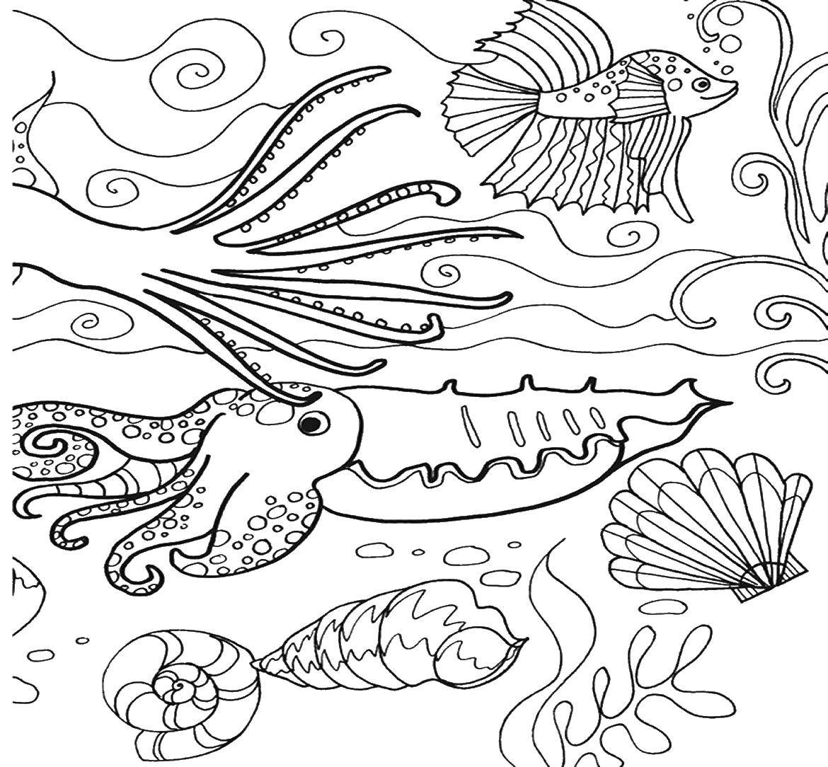 Название: Раскраска Кальмар и ракушки. Категория: морские обитатели. Теги: кальмар, рыбы, ракушки.
