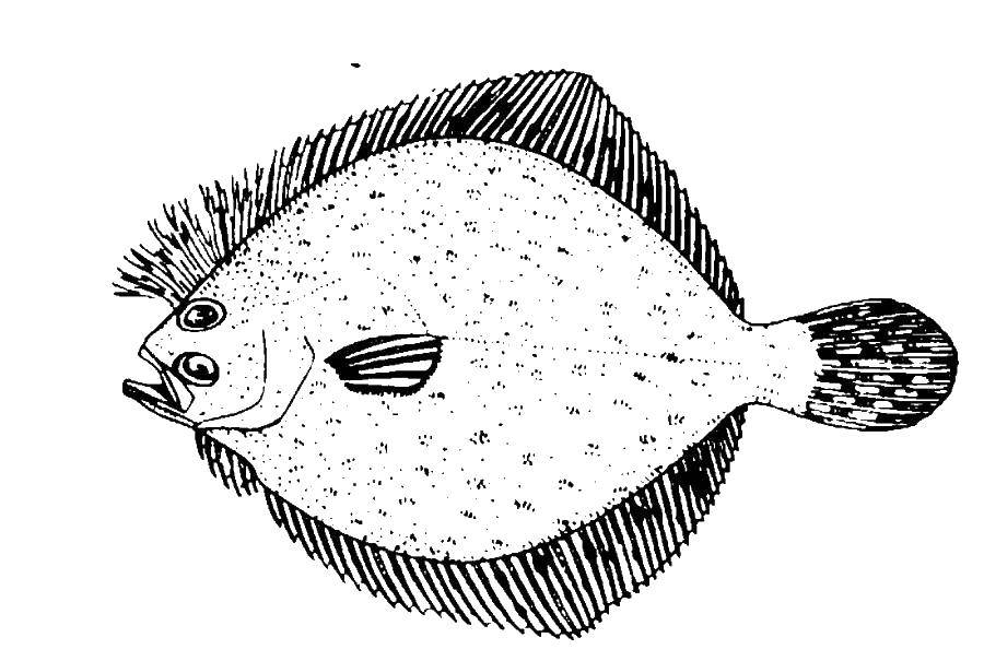 Название: Раскраска Камбала рыба. Категория: рыбы. Теги: камбала, хвост, плавник.