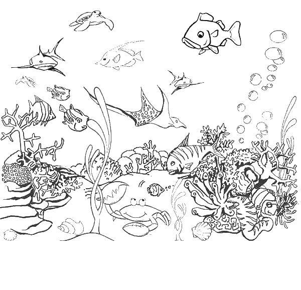 Название: Раскраска Краб и рыбы. Категория: морские обитатели. Теги: краб, рыбы, кораллы.