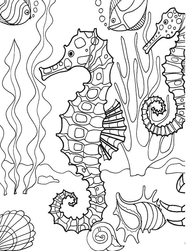 Название: Раскраска Морской конек и раковины. Категория: Морские животные. Теги: конек, водоросли, раковины.