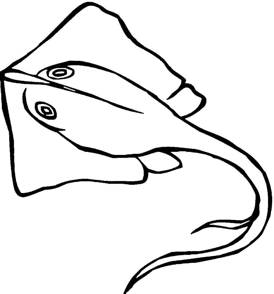 Название: Раскраска Морской скат с хвостом. Категория: морские обитатели. Теги: скат, хвост.