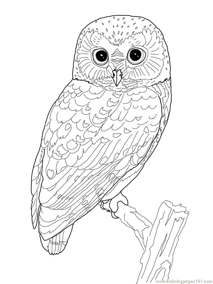 Coloring The wise owl on the branch. Category birds. Tags:  Birds, owl.