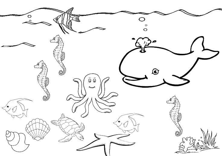 Название: Раскраска Обитатели океанов. Категория: Морские животные. Теги: кит, осьминог, медуза.