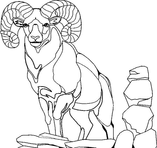 Coloring A huge argali horns. Category wild animals. Tags:  Animals, such as argali.