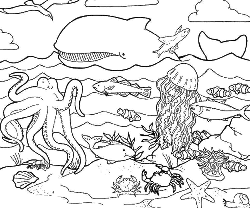 Название: Раскраска Океан. Категория: Морские животные. Теги: кит, осьминог, медуза.