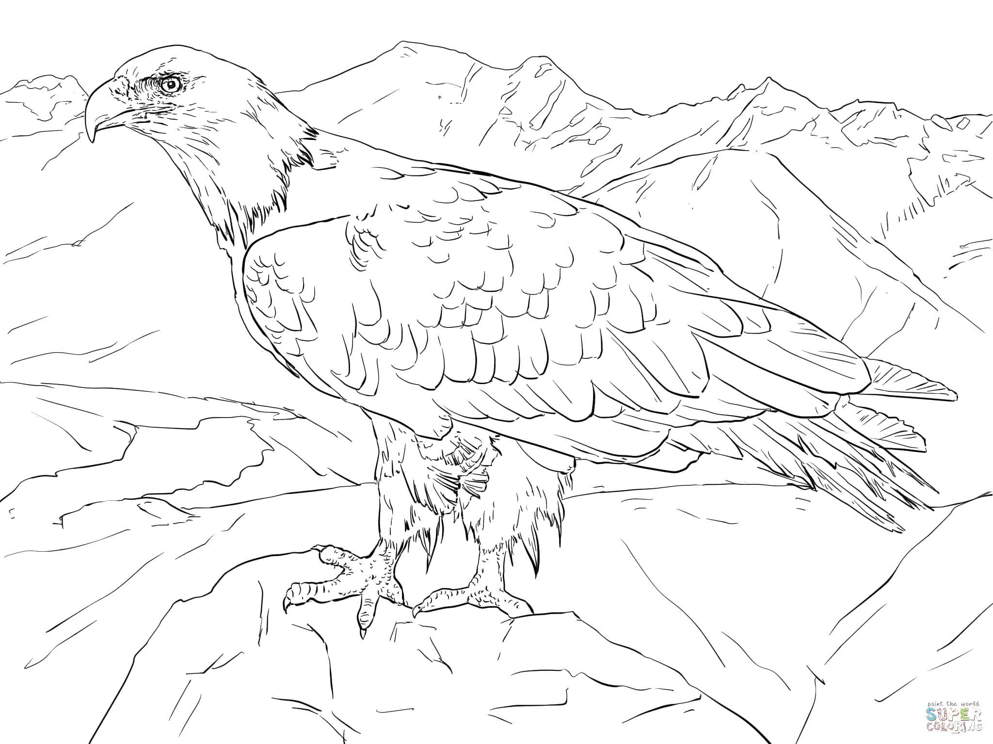 Название: Раскраска Орёл и скалы. Категория: птицы. Теги: Птицы.